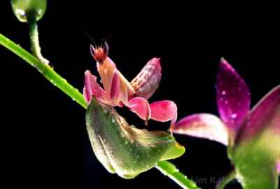 Pink-Orchid-Mantis [] পৃথিবীর সবচেয়ে সুন্দর ইনসেক্ট
