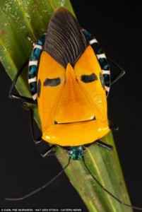 insect-elvis-presley []