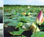 ঋতুরাজ
