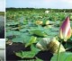 ঋতুরাজ